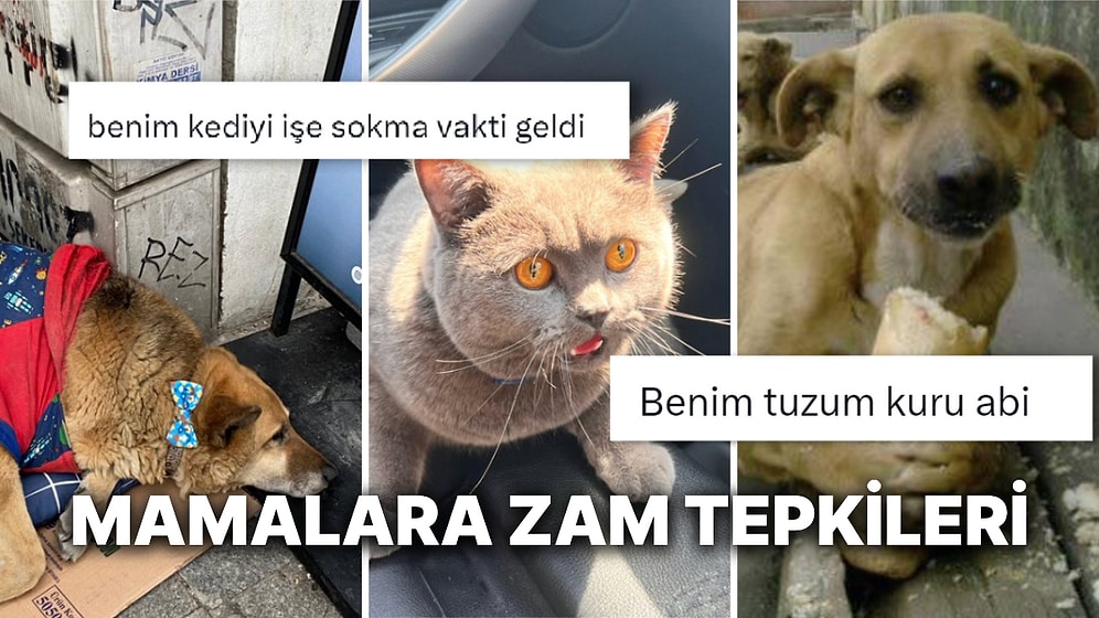 Mamalara Gelen Zamlar Sonrası İş Aramaya Başlayan Kedi ve Köpekler Sosyal Medyaya Düştü