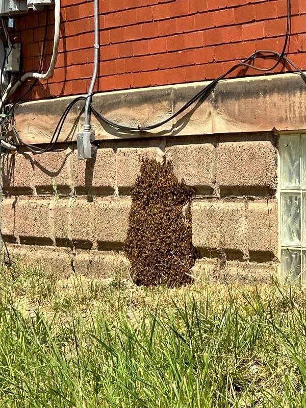 11. 'Yeni taşındığım evin bahçesinden arı kovanı çıktı.'