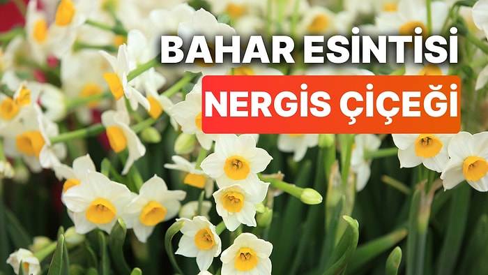 Nergis Çiçeği Nasıl Yetiştirilir? Baharın Habercisi Nergis Çiçeğinin Bakımı ve Hikayesi