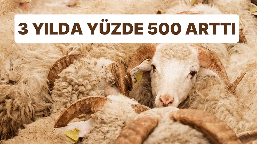 Kurbanlık Fiyatlarındaki Artış Dikkat Çekti: Diyanet 3 Yılda Yüzde 500 Zam Yaptı!