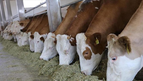 Kurbanlık satışı yapanlar artışın geçen yıla göre yüzde 150 oranında olduğunu söylerken, hayvancılık sektöründe uzun süredir isyan eden üreticinin hayvanlarındaki azalış ve maliyetlerdeki yükseliş neden olarak görülüyor.