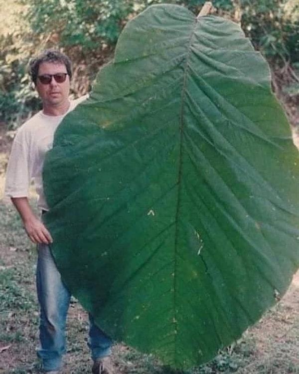 2. İnsan büyüklüğünde yaprakları olan bir Amazon ağacı 👇