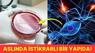 Simbiyoz Nedir ve Organizmalar Arasındaki İlişkide Ne Tür Rollere Sahiptir?