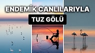 Tuz Gölü Nerede ve Nasıl Oluştu? Tuz Gölü'nün Oluşumu ve  Eşsiz Faunası