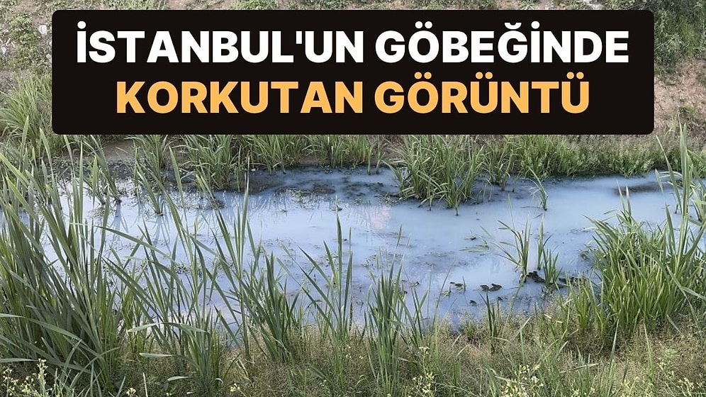 İstanbul Arnavutköy’deki Dere, Kimyasallar Yüzünden ‘Mavi’ Akıyor