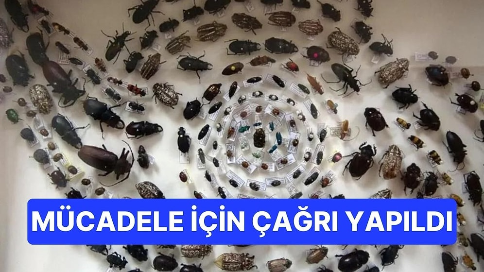 Hatay'da Böcek Alarmı! Yuva Sayısı 1 Milyona Yaklaştı