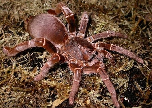 Kongo ormanlarında görülmüş bu örümcek türü, raporlara göre 1891 yılında Arthur John Simes isimli bir adamı öldürdü!