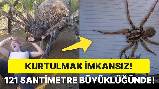 İlk Gördüklerinde Maymun Sandılar! Neredeyse Yetişkin Bir İnsan Büyüklüğündeki Ürkütücü Örümcek: J'ba Fofi