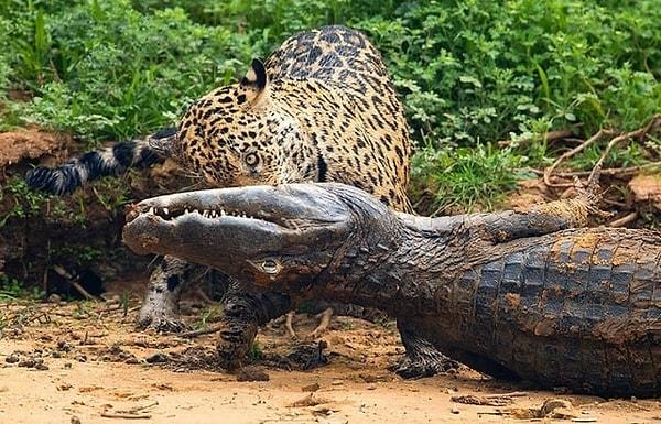 8. Kayman ve ürkütücü bir jaguarın kıyasıya mücadelesi: