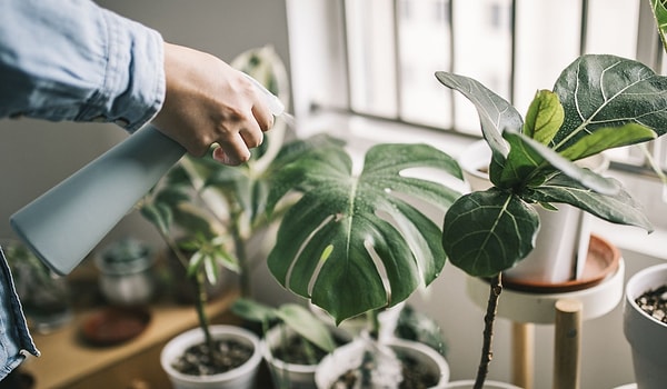 3. А теперь выберите растение, которое вызывает у вас положительные эмоции: