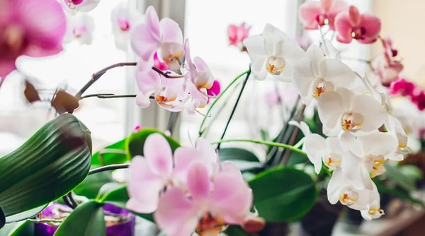 6. Выберите орхидею: