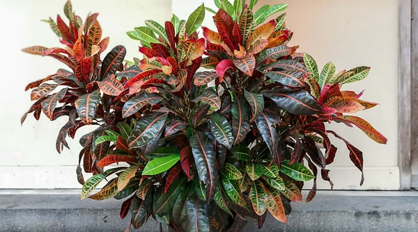 8. Какой из этих кротонов вы бы поставили на кухне?