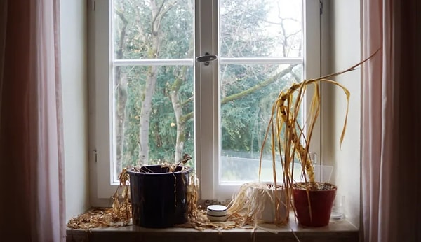 10. У вас когда-нибудь умирали растения?