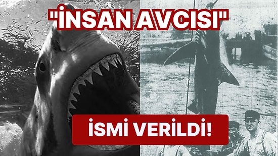 'Jaws' Filmine İlham Olan ve Herkesin Kanını Donduran Korkunç Olay: New Jersey Köpek Balığı Saldırıları