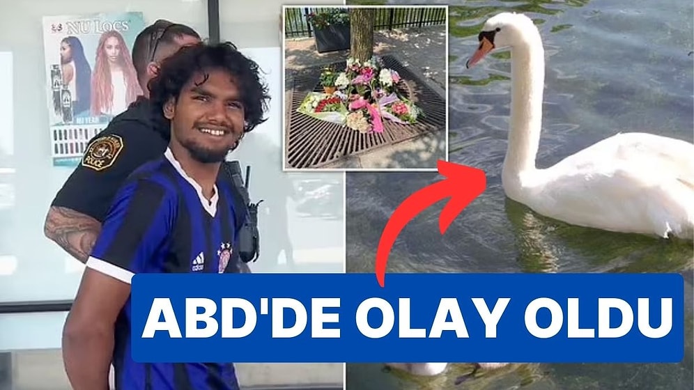 ABD'de 3 Genç, Göletten Çaldıkları Kuğuyu Pişirip Yedi!