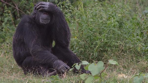 Goodall, 'Freud' adlı genç bir şempanzenin dalda sallanmasının ardından yüzüstü düştüğünü gördü.