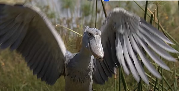 Shoebill kuşları daha önce leylek türüne dahil olarak düşünülmüştü, ancak genetik araştırmalar onların pelikanlara ve balıkçıllara daha yakın olan büyük su kuşlarının dahil olduğu Pelecaniformes takımının ve Balaenicipitidae familyasının üyeleri olarak yeniden sınıflandırdı.