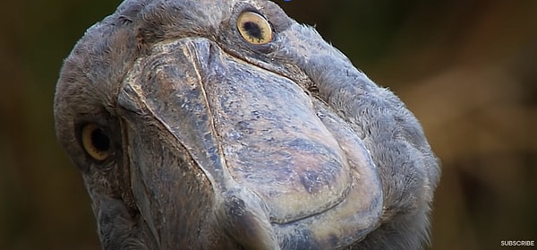 Shoebill isimli bu kuşlar devasa gagaları, büyük boyları ve tarih öncesi görünümleri ile görenleri şaşırtıyor!