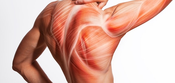 5. Сколько скелетных мышц в теле человека?