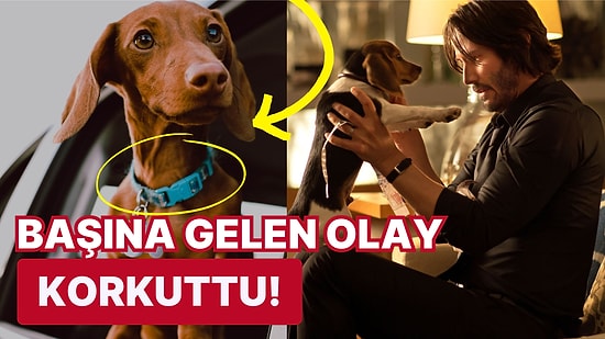 Uzman Veteriner Köpeklere Ev İçerisinde Tasma Takmanın Zararlarını Açıkladı!