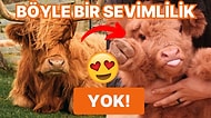 Hayvanlar Aleminin En Havalı Saçlarına Sahip Sığır Cinsi: Tatlılık Abidesi Highland Sığırı!