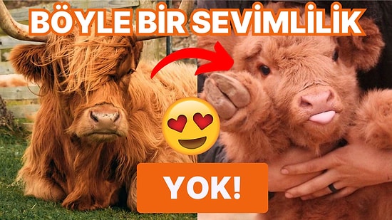 Hayvanlar Aleminin En Havalı Saçlarına Sahip Sığır Cinsi: Tatlılık Abidesi Highland Sığırı!