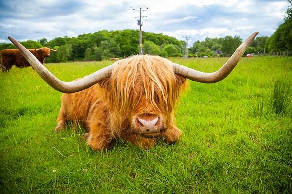 Maalesef bu sevimli hayvanların nesli tükenme tehlikesinde: 1884 yılında bu eşsiz yerel ırkı korumak için bir Highland sığırı vakfı açıldı.