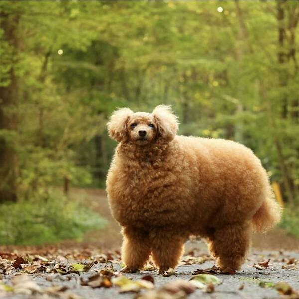 16. Оригинальная стрижка, правда?