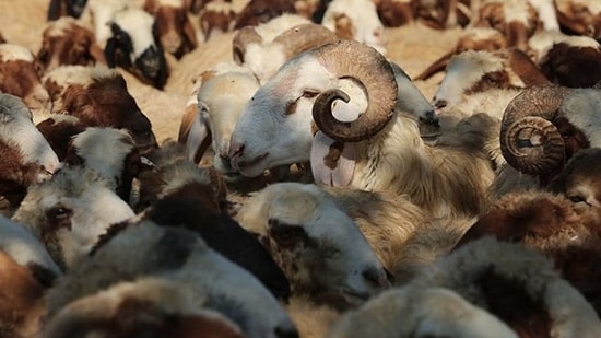 Kasaplar Federasyonu Başkanı Açıkladı: Küçükbaş 7 bin TL, Büyükbaşlar 84 bin TL'den Başlıyor