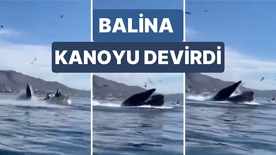 Kaliforniya'da Kanoyla Gezen İki Kişi Altlarından Geçen Balinanın Bir Anda Yüzeye Çıkmasıyla Suya Düştü