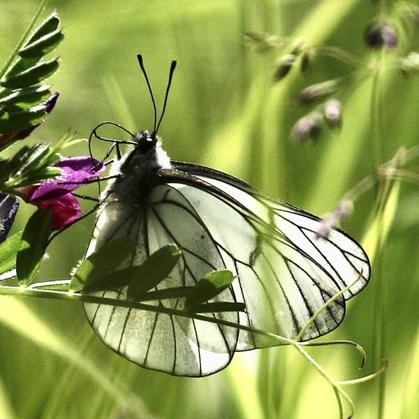 Siyah damarlı beyaz kelebekler yeniden nasıl ortaya çıktı?