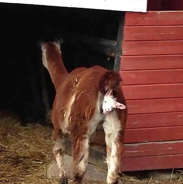 12. Чудо рождения