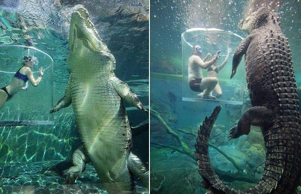 6. Аттракцион «Клетка смерти»