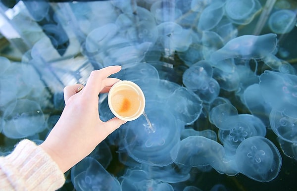 8. Лунные медузы, которые тают на пляжах