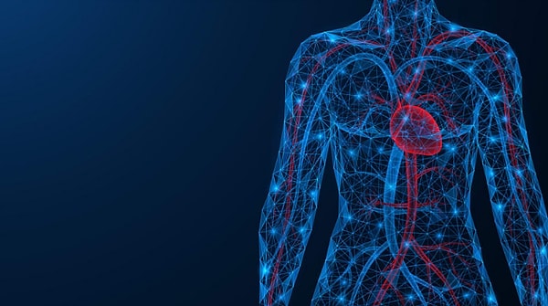 2. Назовите самую длинную кость в теле человека.