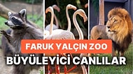 Faruk Yalçın Hayvanat Bahçesi Nerede? Darıca Faruk Yalçın Hayvanat Bahçesi’nde Yüzlerce Tür Bir Arada