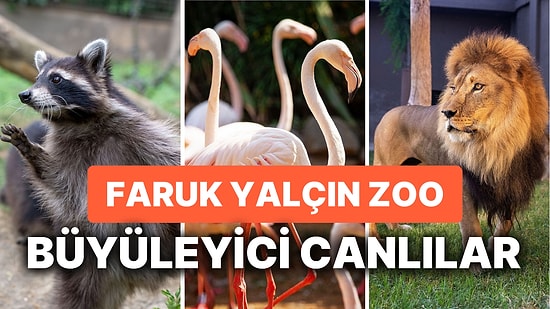 Faruk Yalçın Hayvanat Bahçesi Nerede? Darıca Faruk Yalçın Hayvanat Bahçesi’nde Yüzlerce Tür Bir Arada