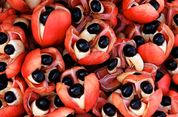 6. А это что за фрукт такой?