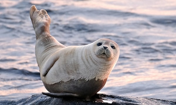 4. Кто из перечисленных существ не является млекопитающим?