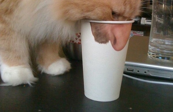 12. Нос любопытной Варвары