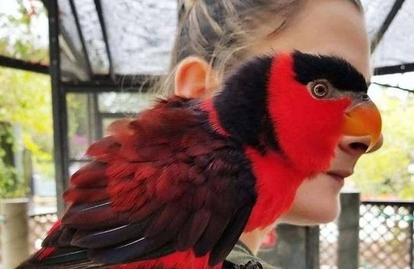 15. Глазами птицы