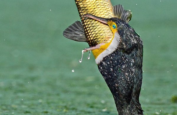 18. Вот это захват!