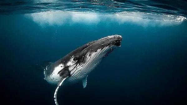 Mavi balinanın kalp atışlarının uzak mesafelerden duyulabilmesi, hem bilimsel araştırmalara hem de insanların hayal gücüne ilham vermiştir.