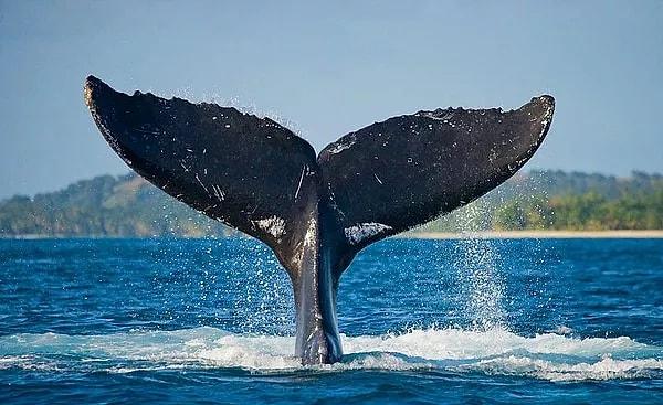 Mavi balinaların kalbi, bu büyük canlıların sağlığını ve hayatta kalmasını sağlayan önemli bir organdır.