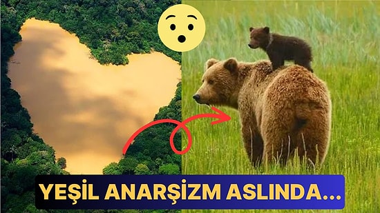 Bir Anarşizm Türü Olsa da Doğayı Koruyor! Yeşil Anarşizmin Temel İlkeleri ve Doğaya Verdiği Önem