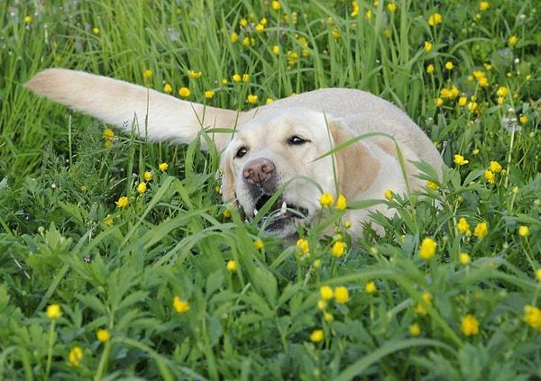 Peki köpeklerin ne zaman sıkıldıkları için çimen yediğini, ne zaman ciddi bir durum olduğunu nasıl anlayabiliriz?