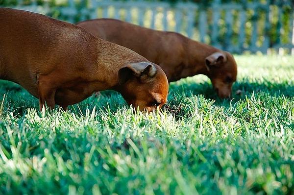 Yine de köpeğinizi mümkün olduğunca çimen yemekten uzak tutmanızı tavsiye ederiz.