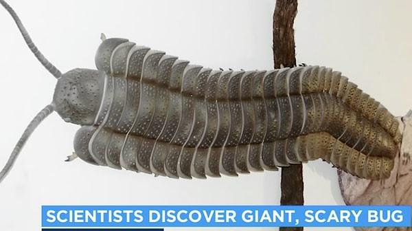 9. İngiltere'de bir sahilde bulunan 2,5 metrelik kırkayak fosili.