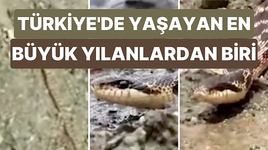 Türkiye'de Görülen En Büyük Yılan Türlerinden Biri Olan Sarı Yılan Tunceli'de Görüldü