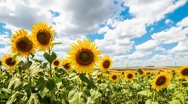 Ваш ментальный возраст 19 лет!